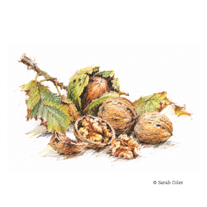 Colouring Pencil Sketch of Walnuts© Sarah Coles